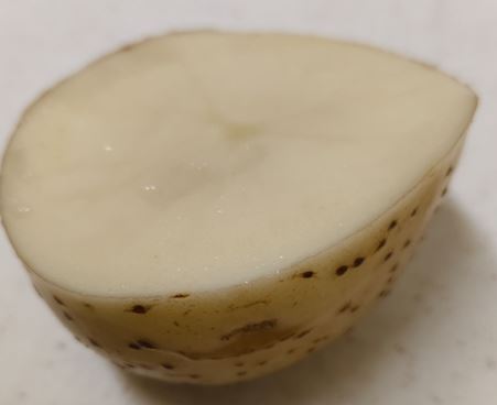 台農1號馬鈴薯-切口