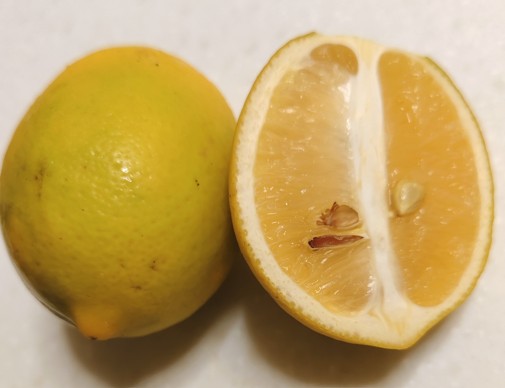 檸檬