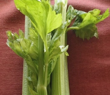 西洋芹