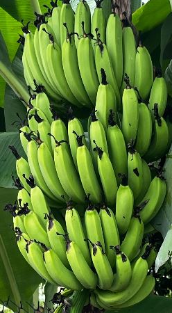 未成熟香蕉-樹上蕉