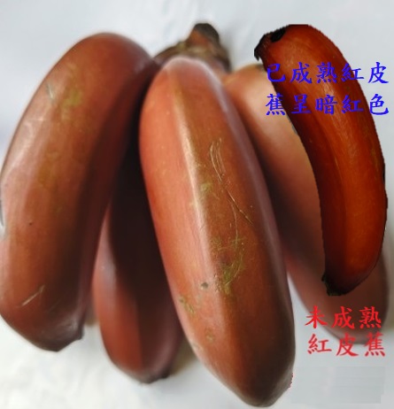 香蕉-紅皮蕉