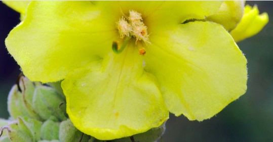 毛蕊花