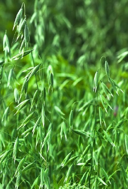 燕麥桿